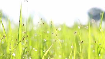 bokeh o orvalho cai na grama e na planta do arroz quando o sol nasce video