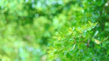 Beautiful green vibrant natural floral video bokeh abstract background