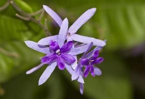 Purple Flower Close up
