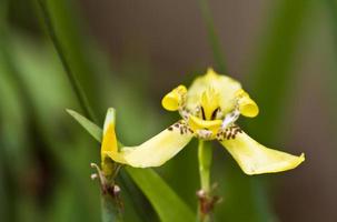 flor de la orquídea amarilla foto