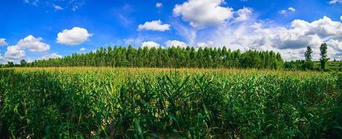 campo de maíz vista de la agricultura foto