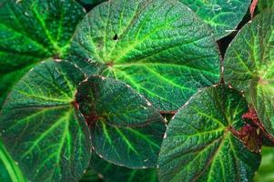 Background green leaves nature love landscape photo