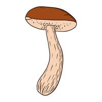 ilustración de hongo boletus comestible vector