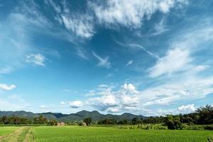 Landscape paddy rice field in Asia, aerial view of rice fields photo