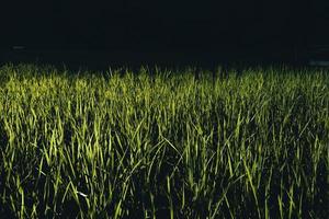 Landscape paddy rice field in Asia, aerial view of rice fields photo