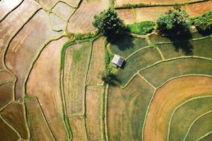 Landscape paddy rice field in Asia, aerial view of rice fields photo