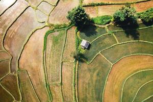 Paisaje de campo de arroz con cáscara en Asia, vista aérea de los campos de arroz foto