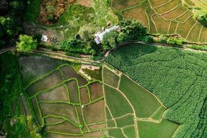 Landscape Paddy rice field in Asia, aerial view of rice fields