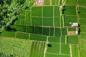 Paisaje de campo de arroz con cáscara en Asia, vista aérea de los campos de arroz foto