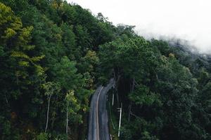 Road in the forest rainy season nature trees and fog travel