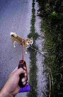 Walking a dog photo