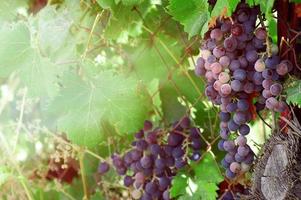 Bunches of red wine grapes hanging from a vine on the setting sun. photo