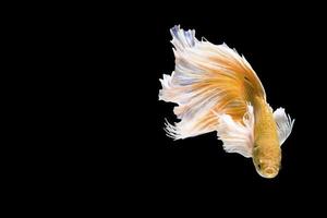 Golden Betta Siamese fighting fish photo