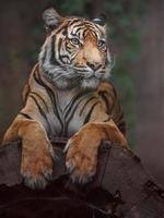 Sumatran tiger on log photo