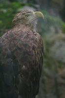 águila de cola blanca foto