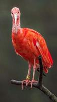 Scarlet ibis on branch