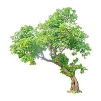 Tree on white background for isolate the background photo