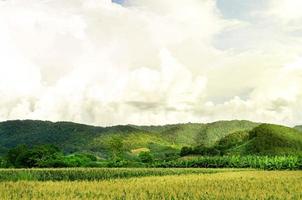 Landscape of corn field with the sunset, Farm of green crop field. photo