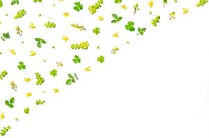 Frame from green leaves and flower on white background and free space. photo