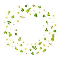Frame from green leaves and flower on white background and free space. photo