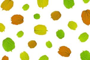 Frame from green leaves and flower on white background and free space. photo