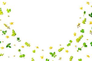 Frame from green leaves and flower on white background and free space. photo