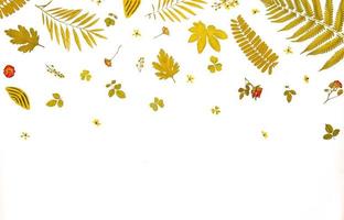 marco de hojas secas y flores, fondo y papel tapiz de hojas secas.