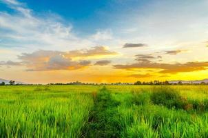 paisaje de maizal y campo verde con puesta de sol en la granja foto