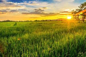 paisaje de maizal y campo verde con puesta de sol en la granja foto