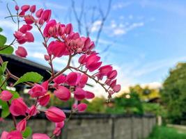 Close up of pink flower on the spring. photo