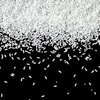 Top view paddy rice and rice seed, Brown of rice grain and rice pile. photo