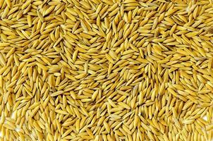 Top view paddy rice and rice seed, Brown of rice grain and rice pile. photo