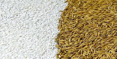 vista superior arroz con cáscara y semillas de arroz, grano de arroz integral y pila de arroz.