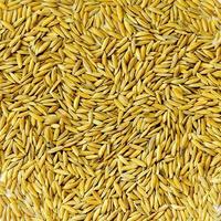 Top view paddy rice and rice seed, Brown of rice grain and rice pile. photo