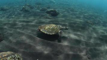 tortue de mer nage un long récif de corail et cherche de la nourriture. video