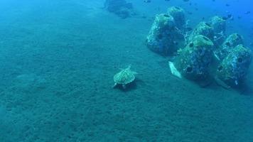 La tortuga marina nada por un largo arrecife de coral y busca comida. video