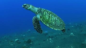 zeeschildpad zwemt een lang koraalrif en op zoek naar voedsel. video