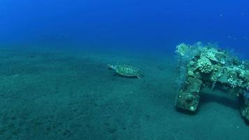 La tortuga marina nada por un largo arrecife de coral y busca comida. video