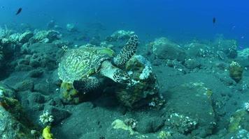 zeeschildpad zwemt een lang koraalrif en op zoek naar voedsel. video