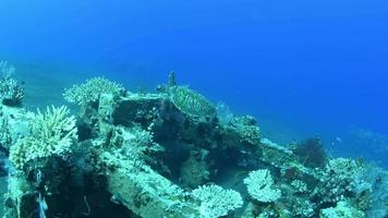 tartaruga marina nuota in una lunga barriera corallina in cerca di cibo. video