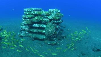 tortue de mer nage un long récif de corail et cherche de la nourriture. video