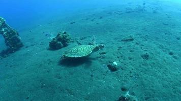 zeeschildpad zwemt een lang koraalrif en op zoek naar voedsel. video