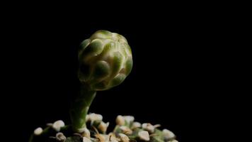 Gymnocalycium Cactus Flower Blossom video