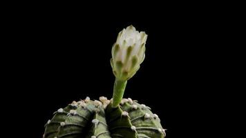 fleur de fleur de cactus gymnocalycium, petit cactus dans un pot de fleurs video