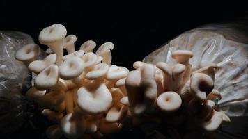 Setas ostra que crecen lentamente sobre fondo negro