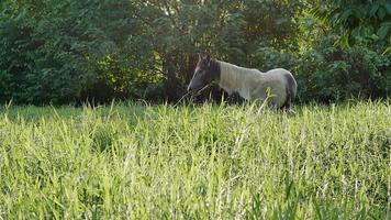 jeune cheval brun et blanc énergique dans une prairie d'été