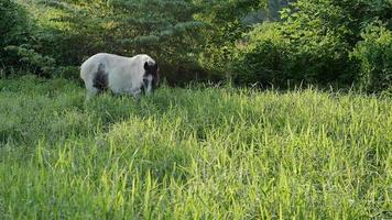 Joven enérgico caballo marrón y blanco en una pradera de verano video