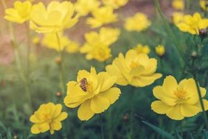 Cosmos flower and yellow starship flower in garden on the morning. photo