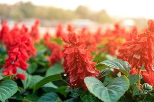 Red flower on the parkland, Macro of flower in garden on morning. photo