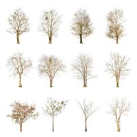 Set of dry tree shape and tree branch on white background for isolated photo